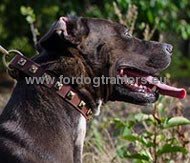 Collare in pelle con borchie quadrate per Pitbull